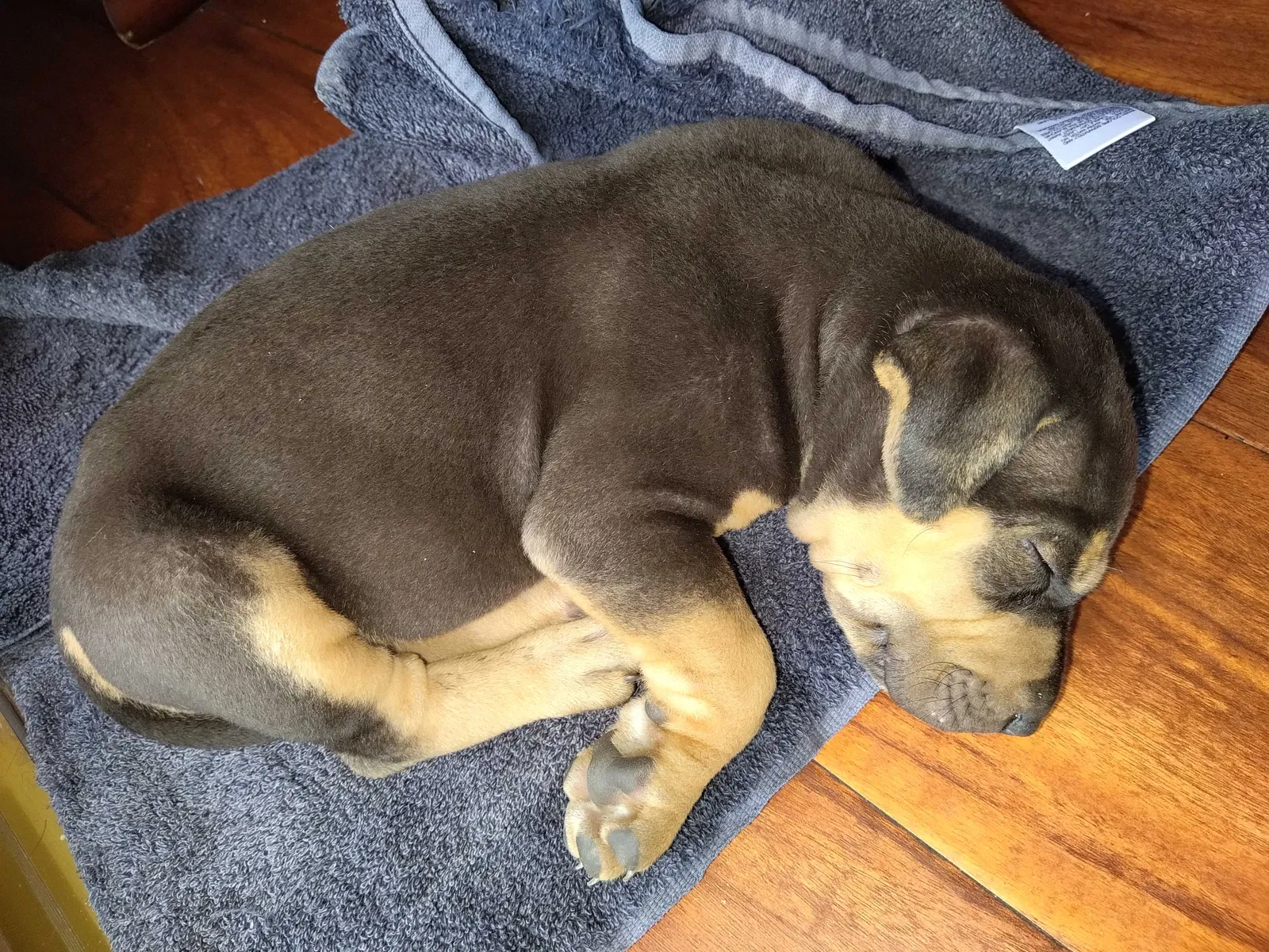 Found dog in Azusa, CA, 91702