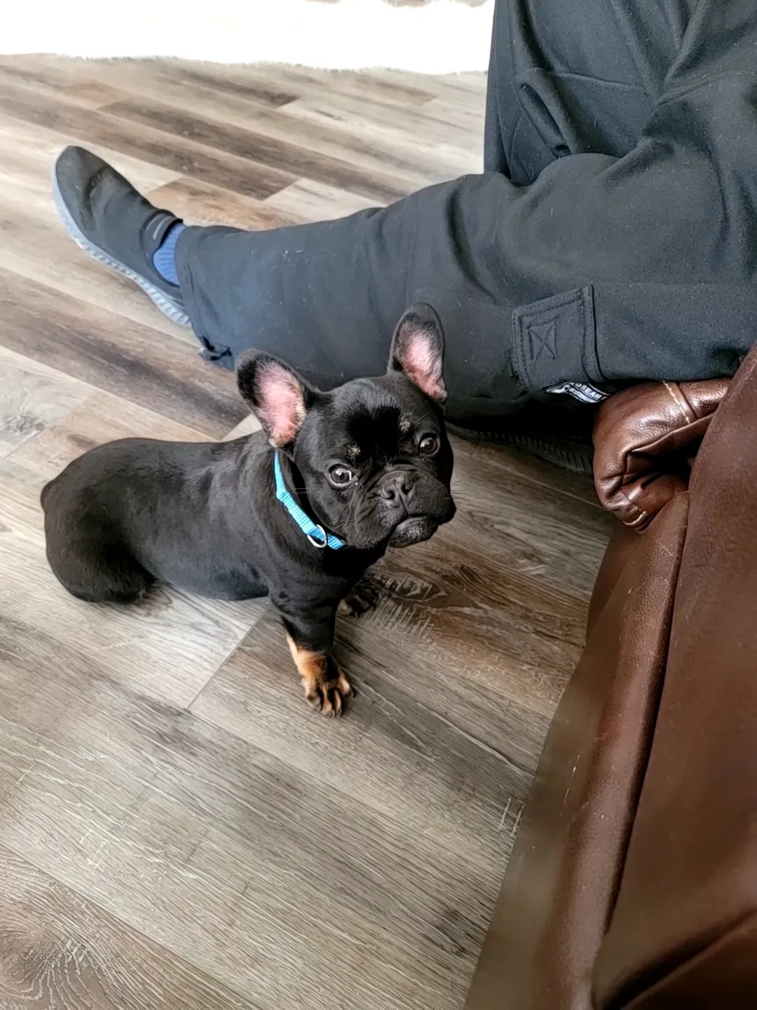 Lost dog in O Fallon, MO, 63368