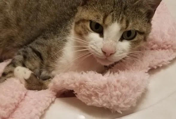 Lost cat in Fayetteville, AR, 72704