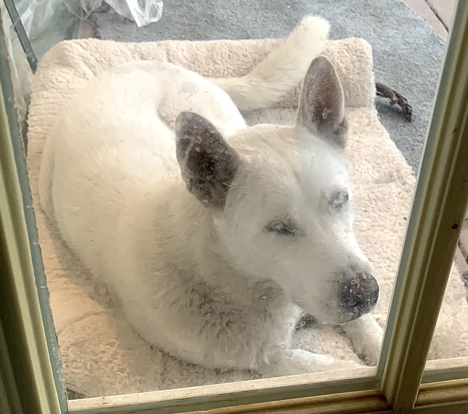 Lost dog in Anza, CA, 92539