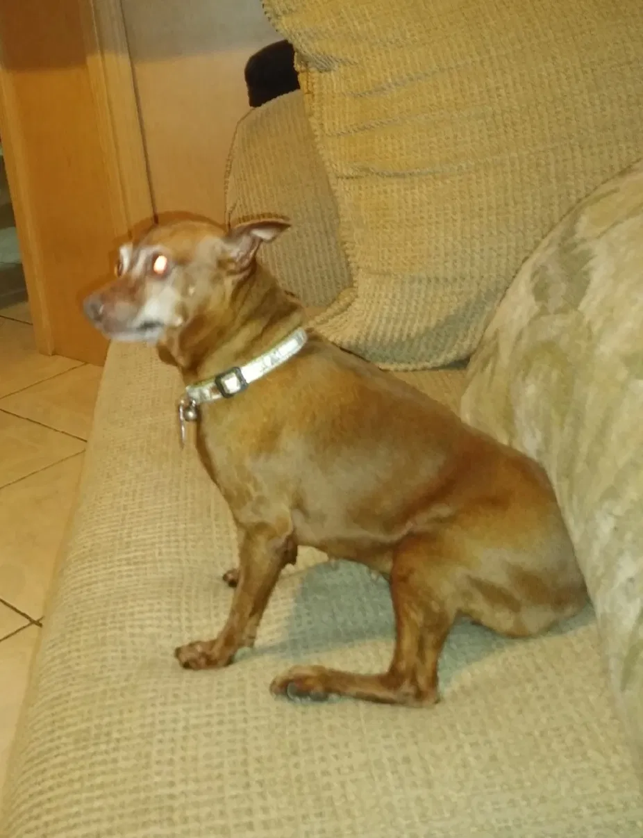 Lost dog in Miami, FL, 33177