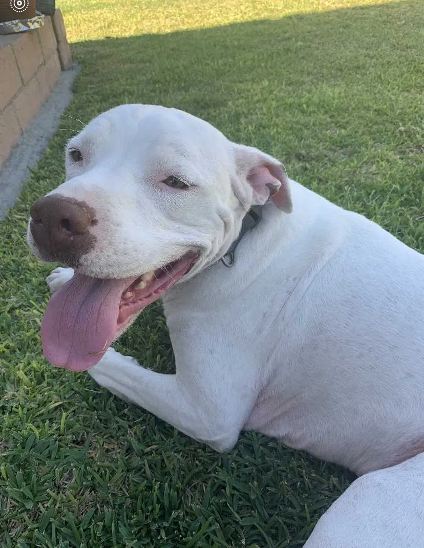 Lost dog in West Covina, CA, 91792