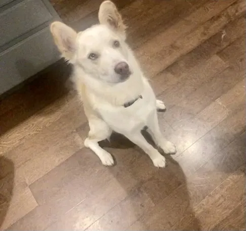 Lost dog in Spanaway, WA, 98387