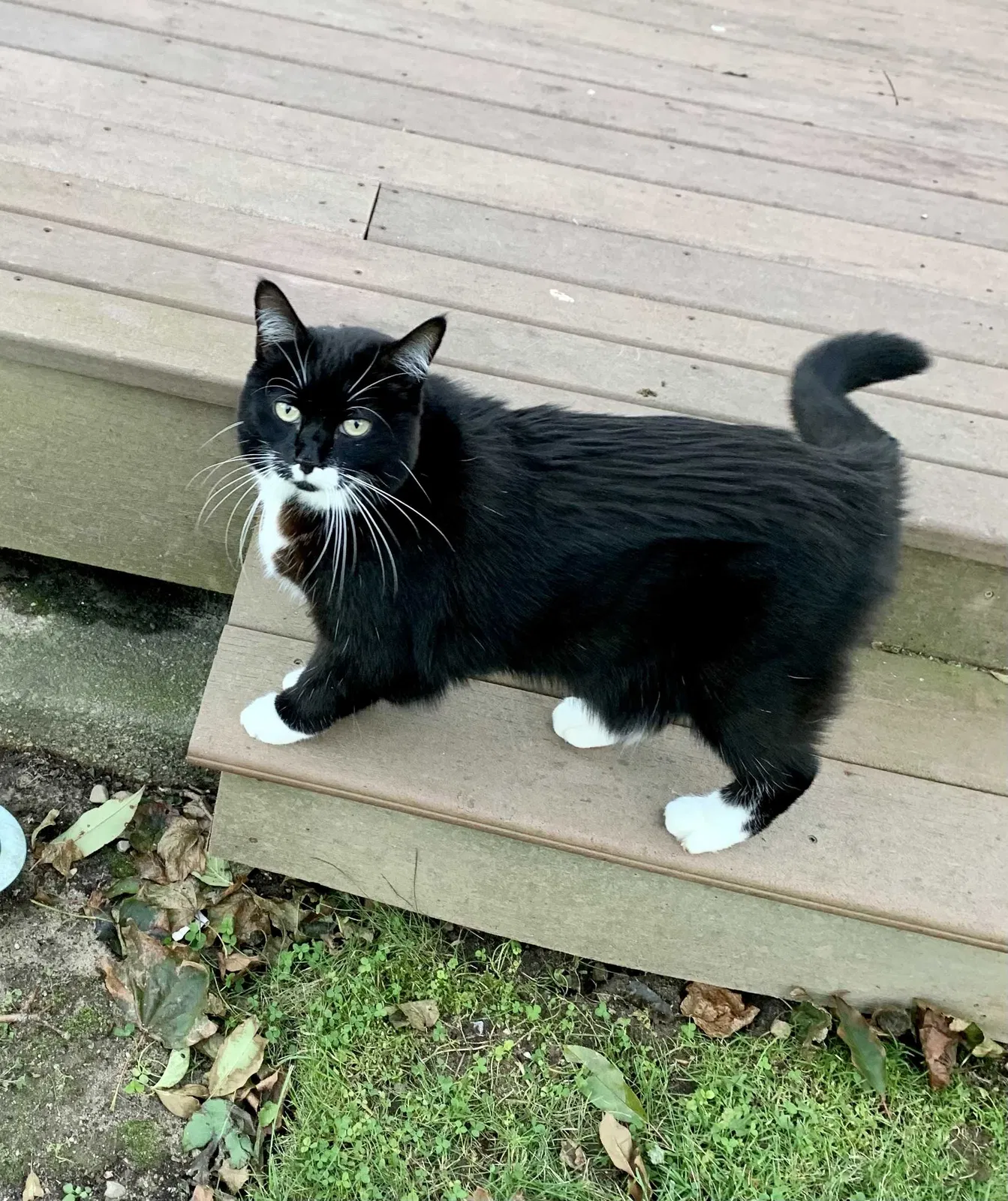 Found cat in Plymouth, MA, 2360