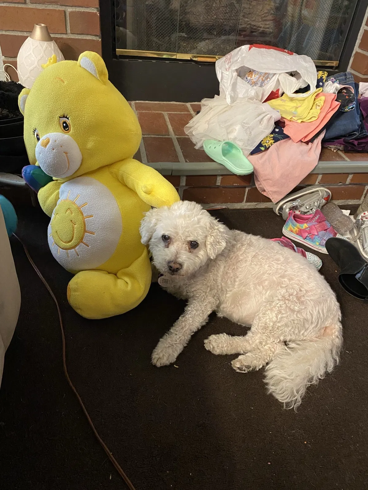 Lost dog in Sacramento, CA, 95829