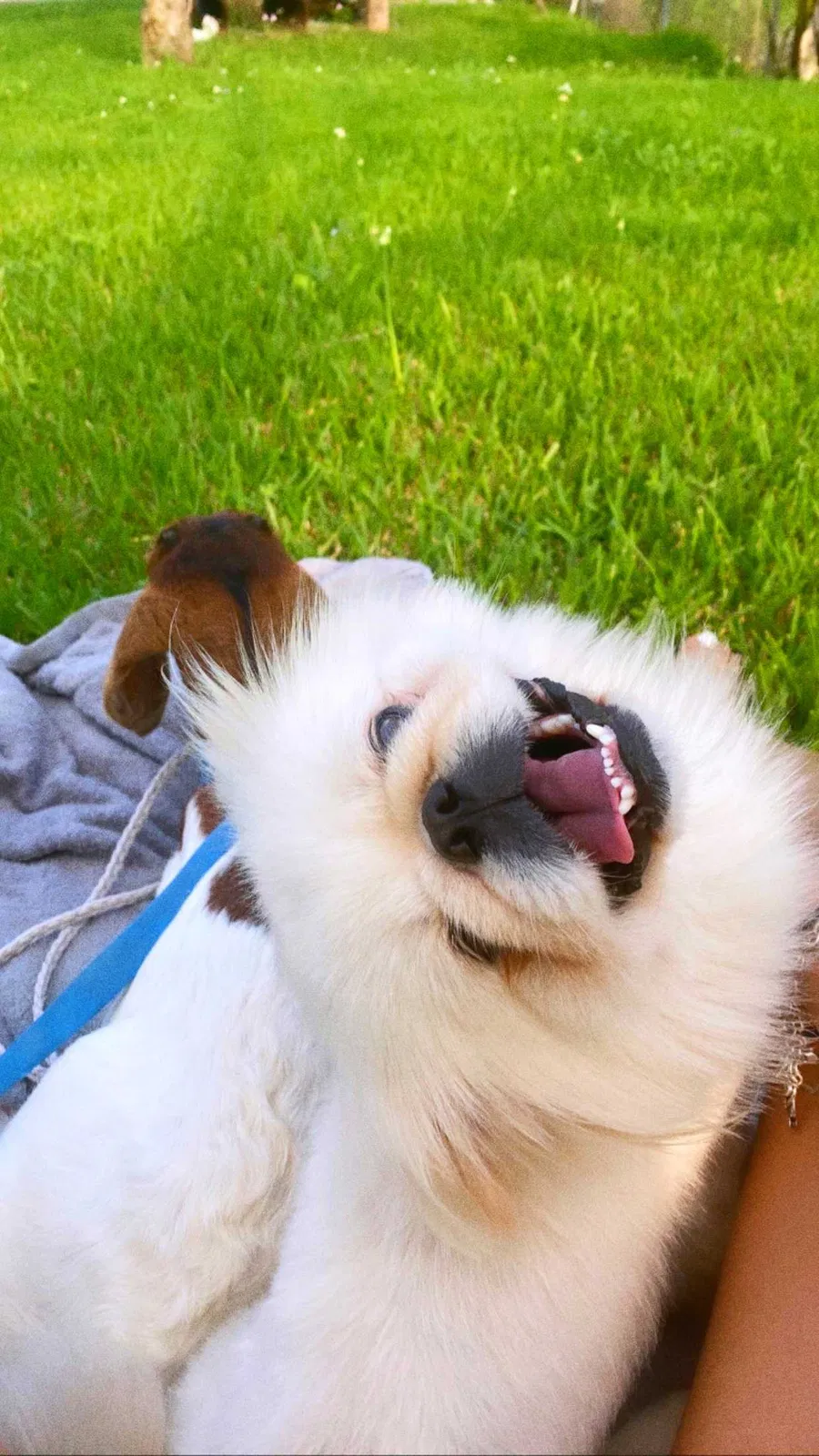 Lost dog in Dayton, TX, 77535