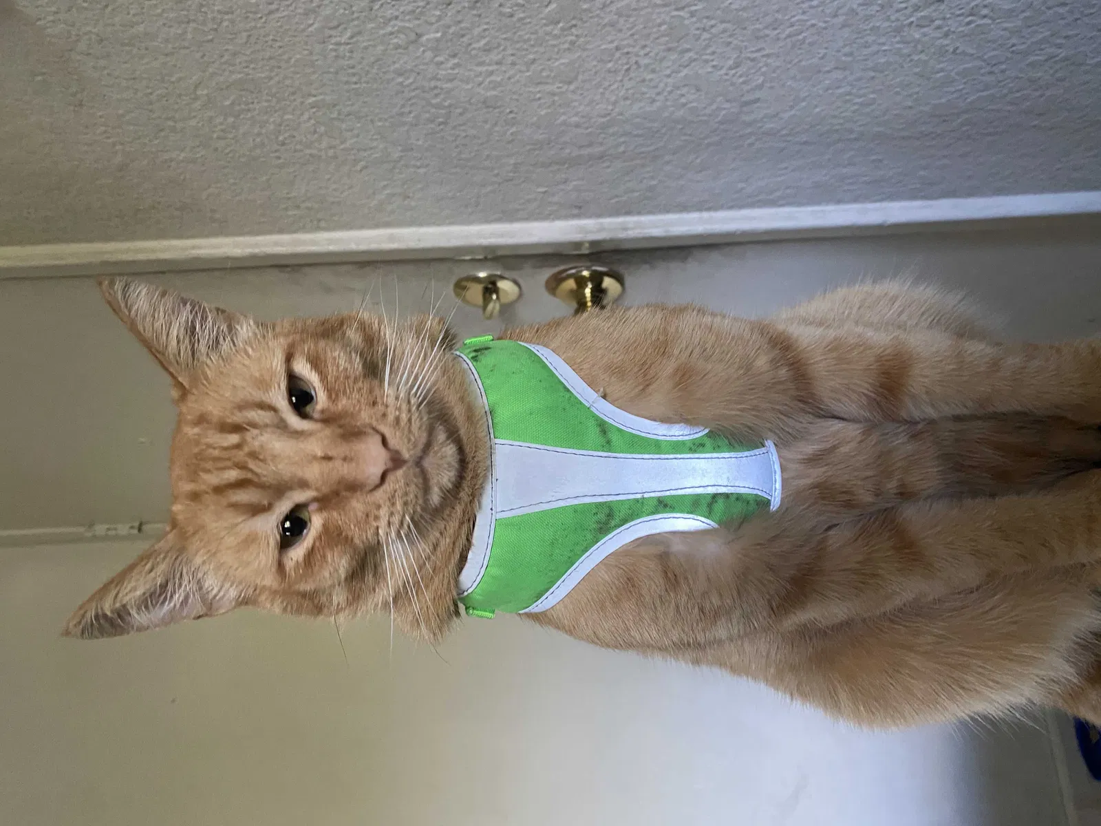 Lost cat in Fremont, CA, 94538