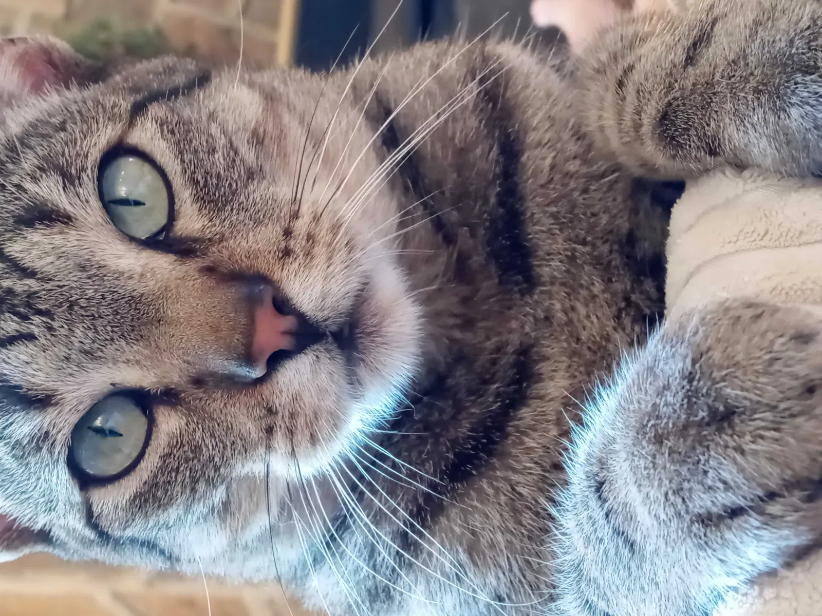 Lost cat in Vallejo, CA, 94590