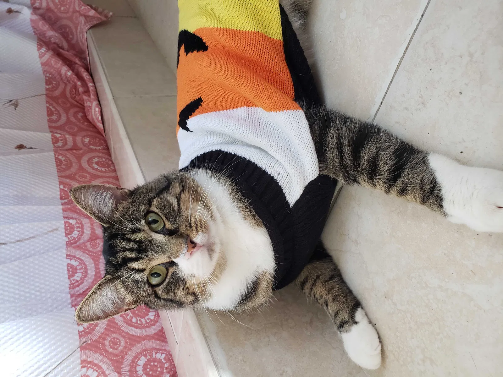 Lost cat in Fort Lauderdale, FL, 33323