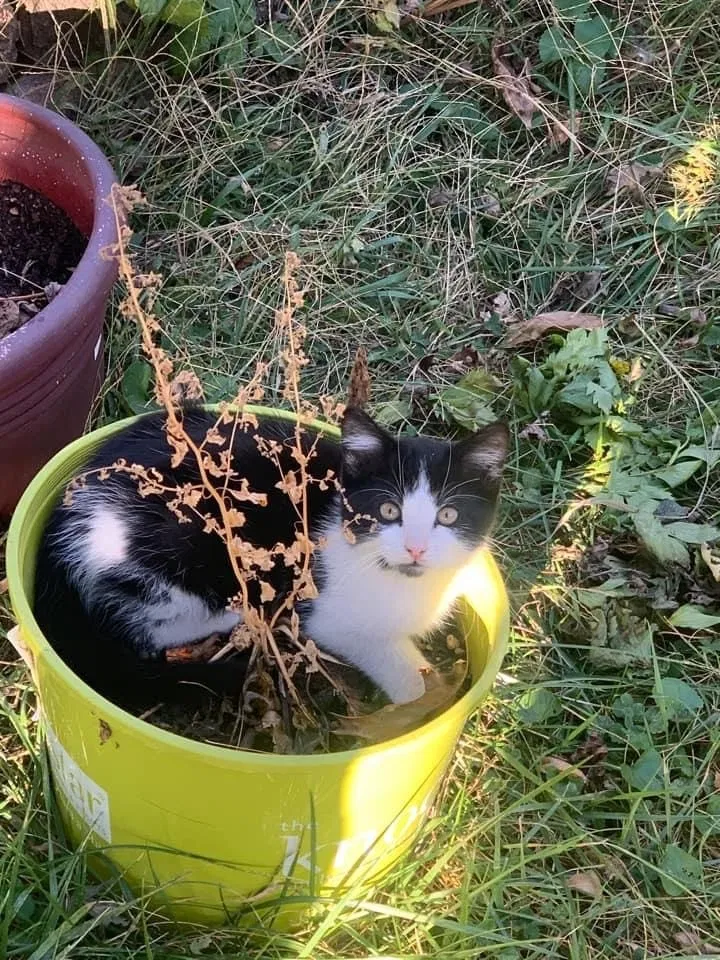 Lost cat in Newton, IA, 50208