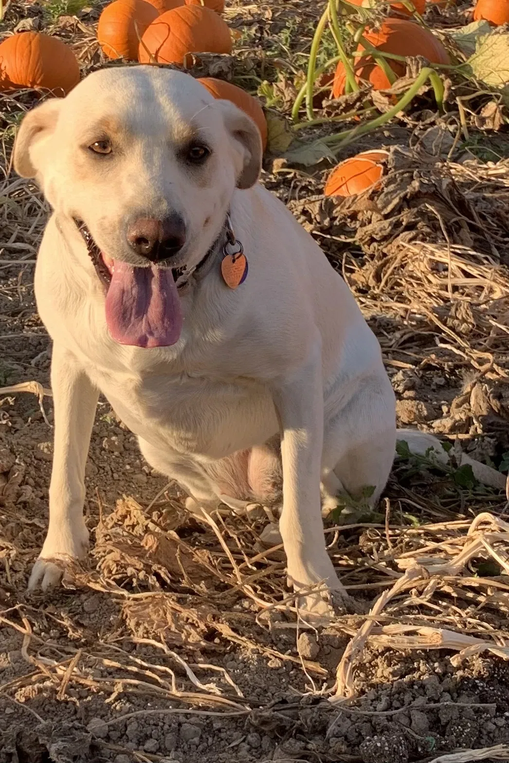 Lost dog in Puyallup, WA, 98371