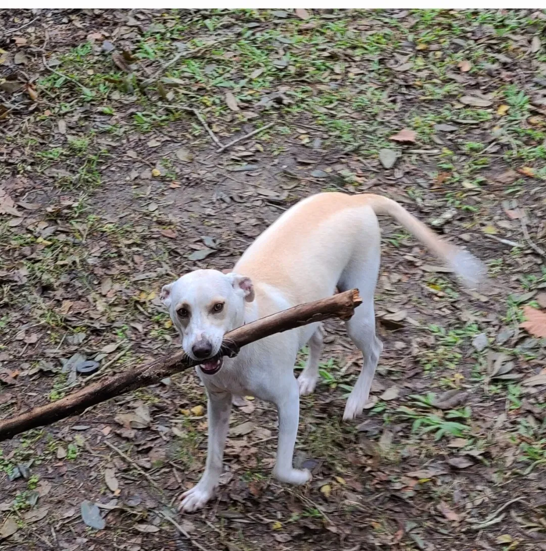 Lost dog in Violet, LA, 70092