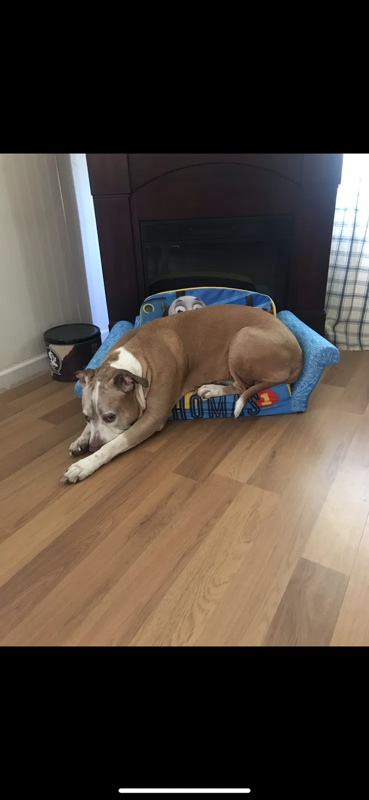 Lost dog in Palm Bay, FL, 32907