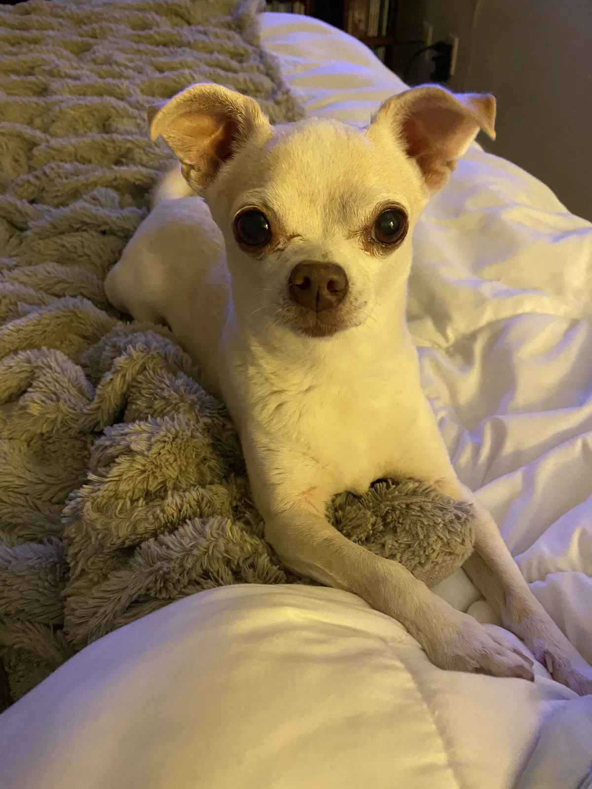 Lost dog in Sacramento, CA, 95815