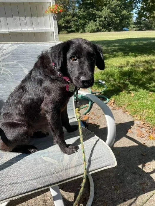 Lost dog in Muskegon, MI, 49442
