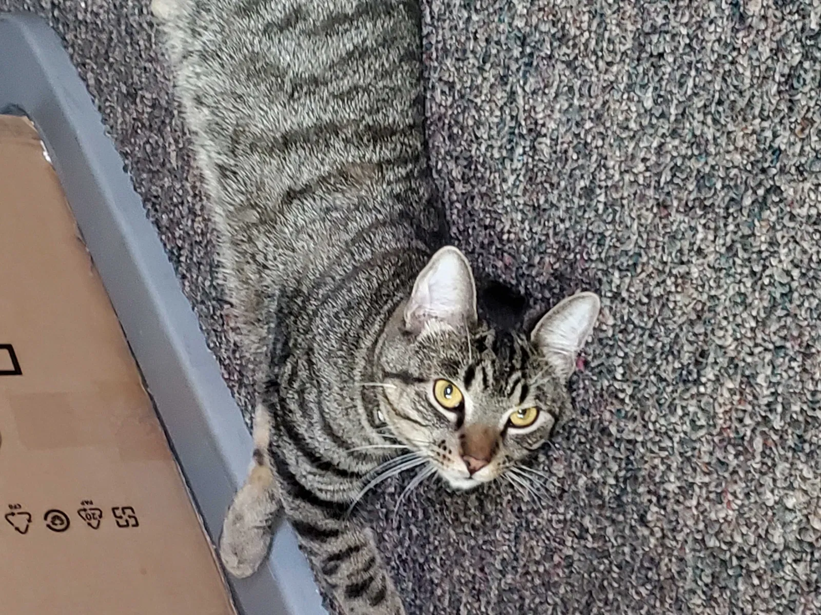 Lost cat in Milwaukee, WI, 53214