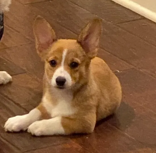 Lost dog in Evansville, IN, 47711