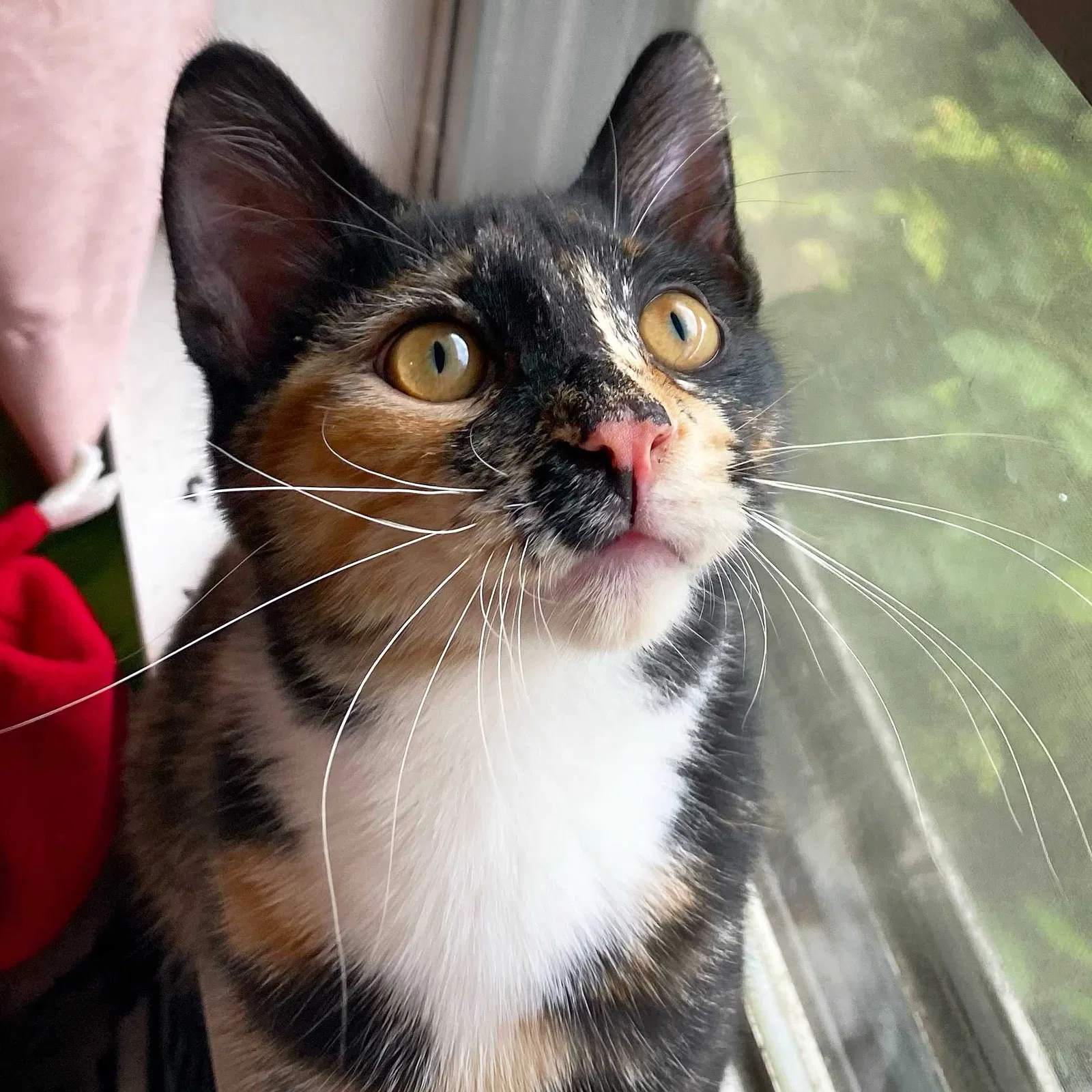Lost cat in Memphis, TN, 38104