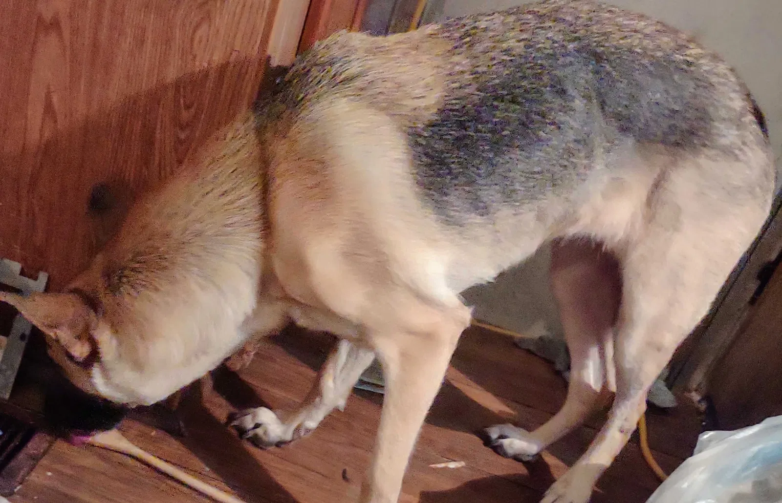 Lost dog in Belton, TX, 76513