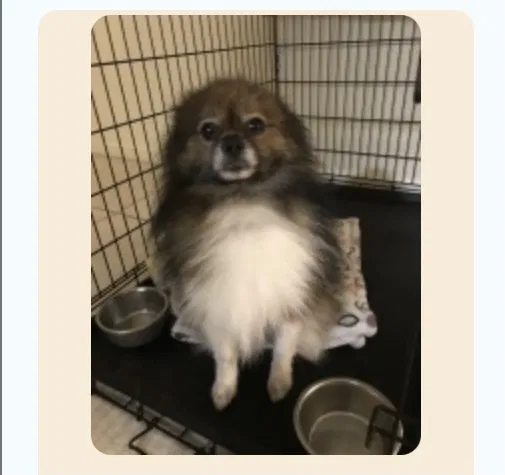 Lost dog in Port Saint Lucie, FL, 34952