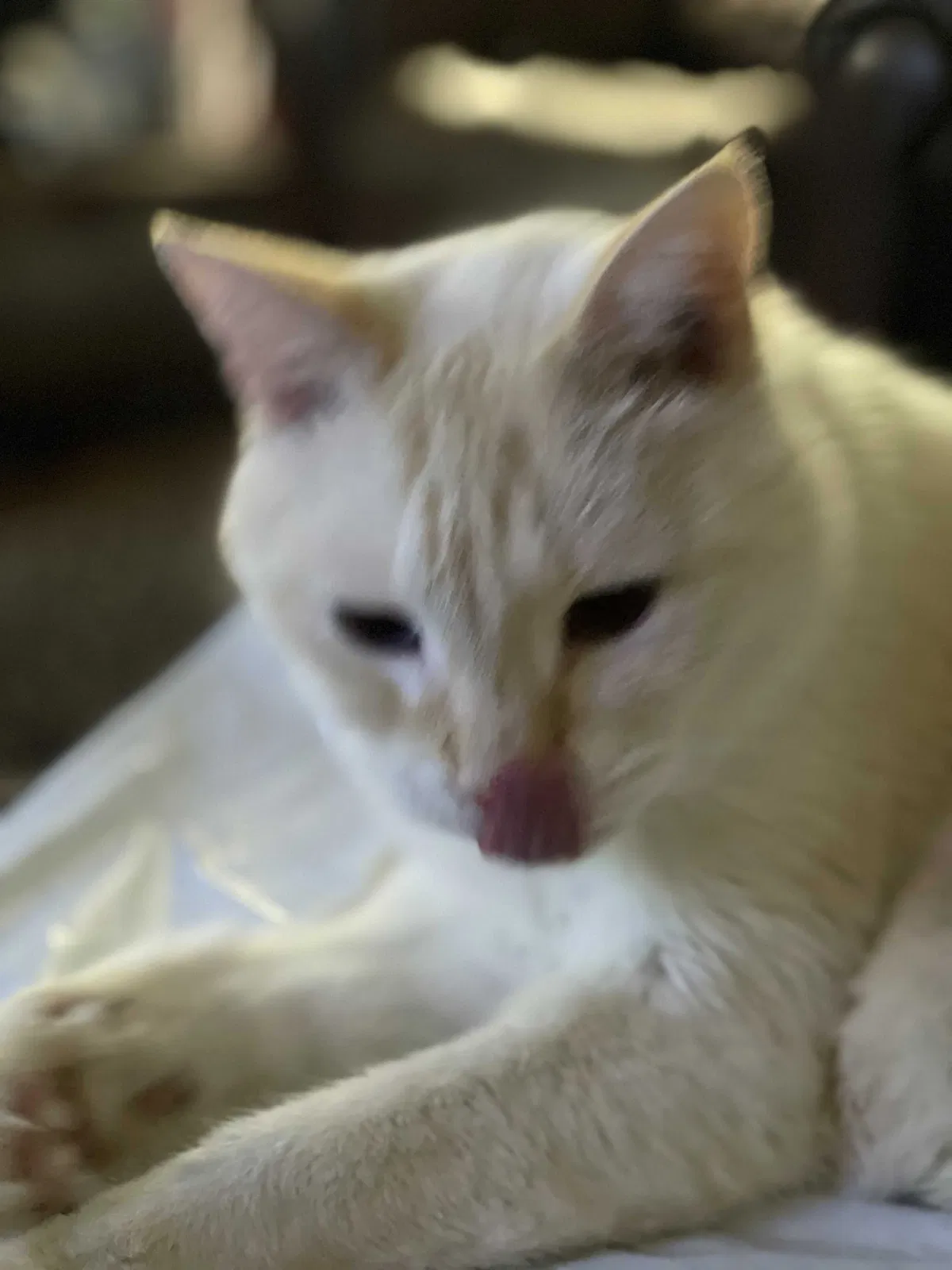 Lost cat in Katy, TX, 77449