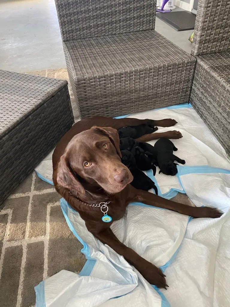 Lost dog in Miami, FL, 33179