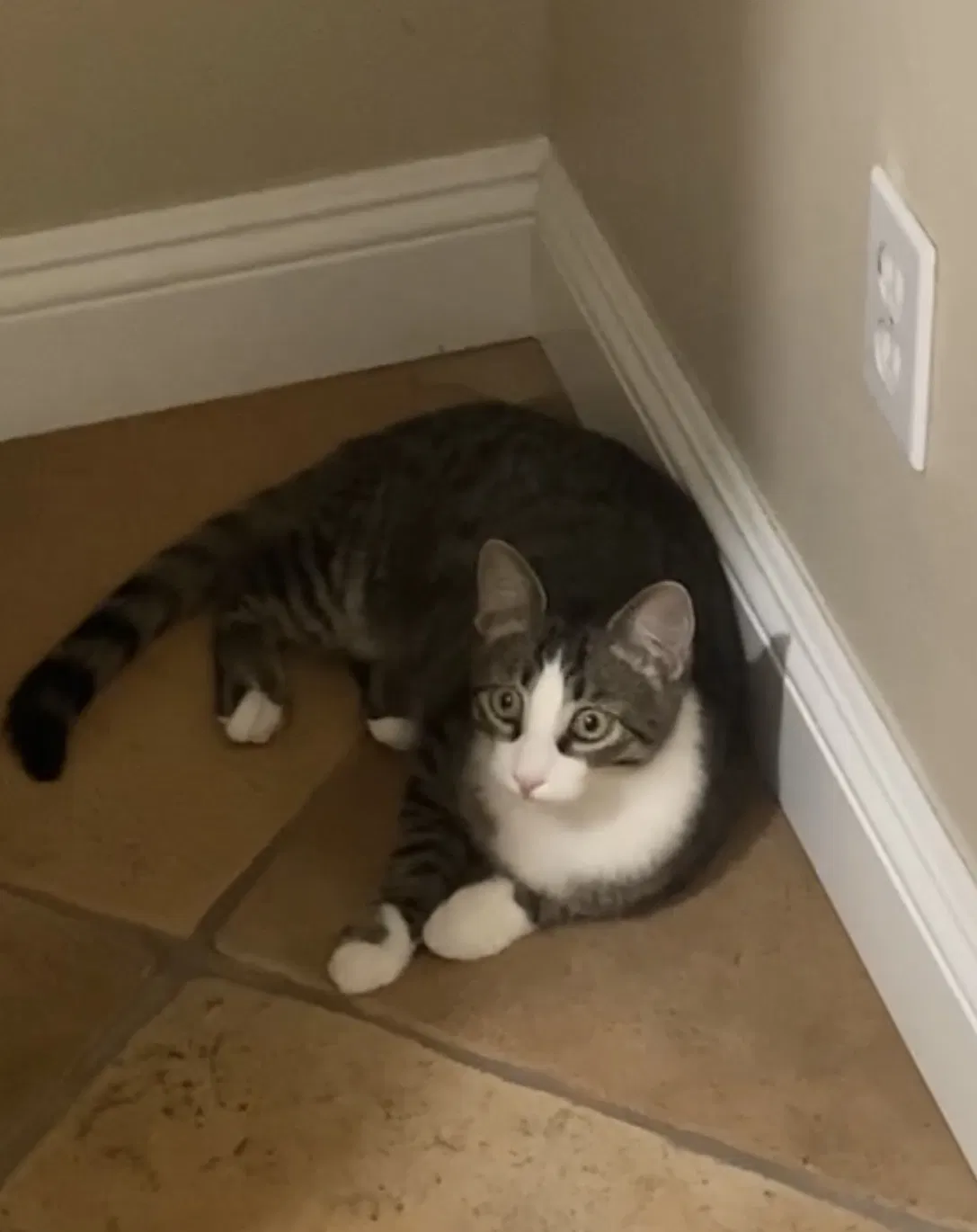 Lost cat in Chula Vista, CA, 91914