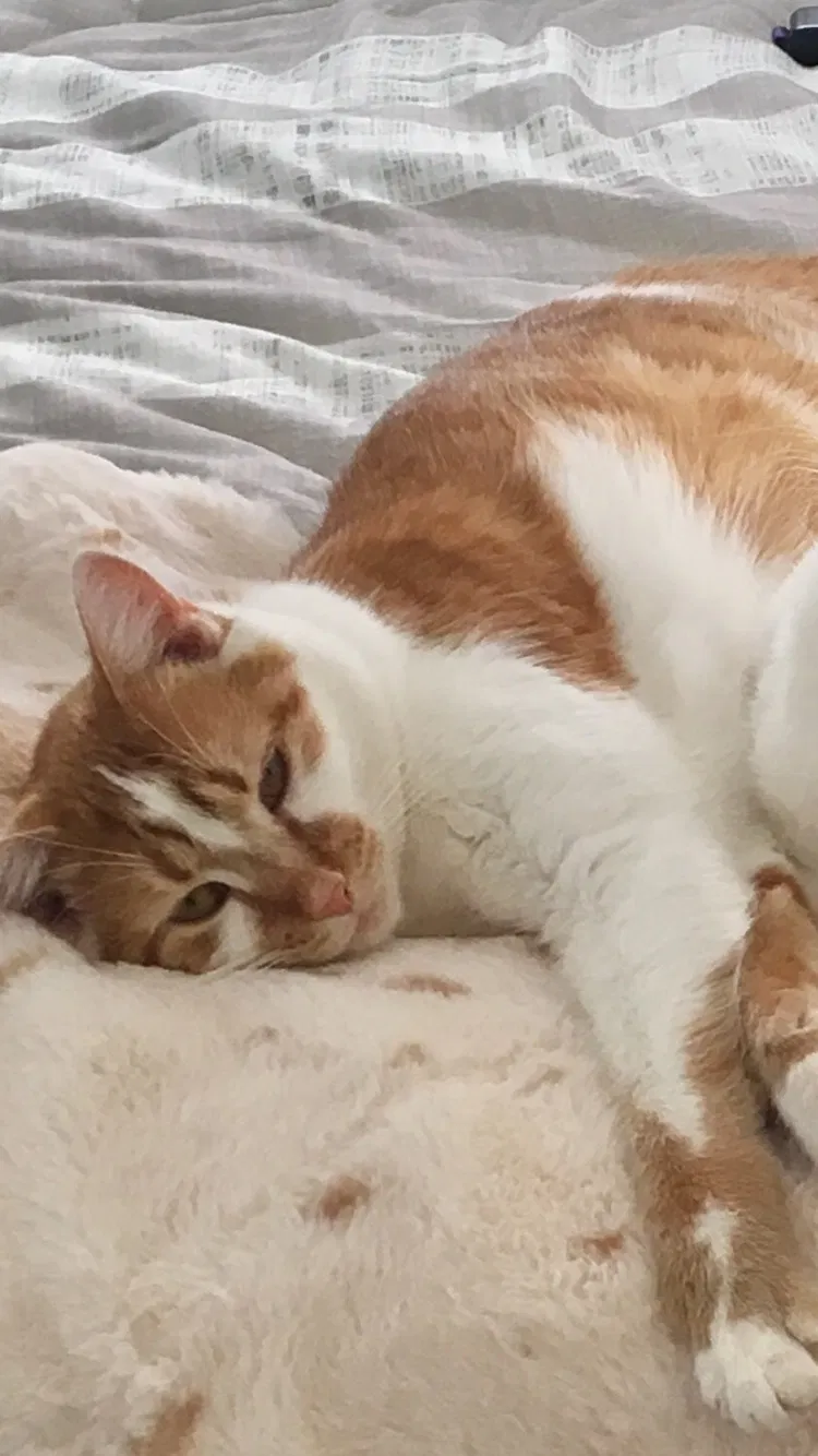 Lost cat in Lancaster, OH, 43130