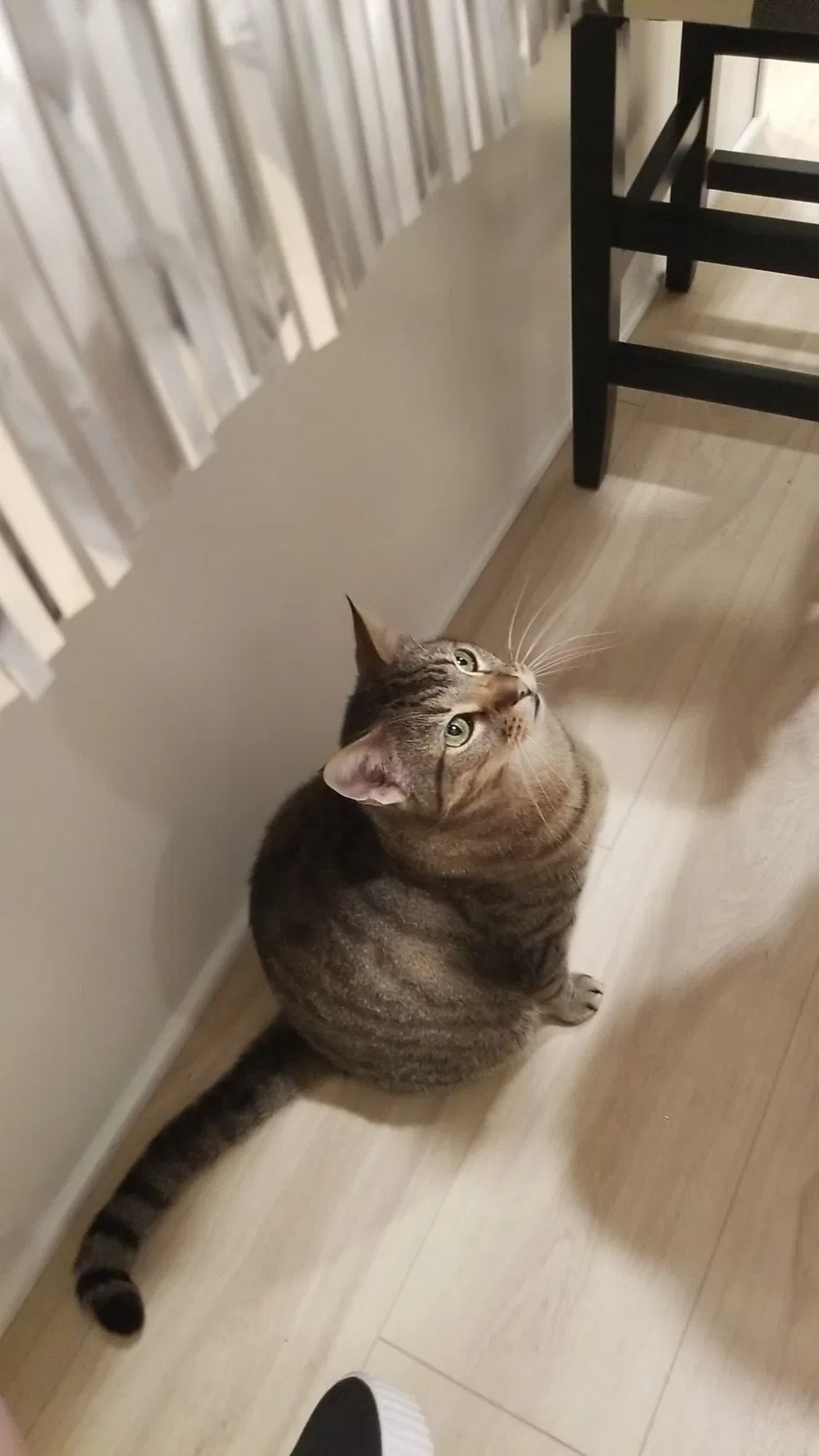 Lost cat in Clarksville, TN, 37043