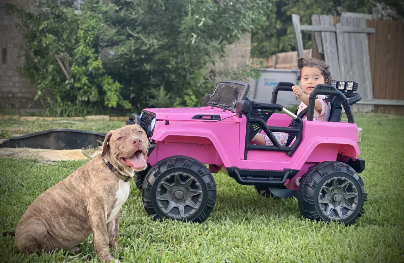 Lost dog in Weslaco, TX, 78599
