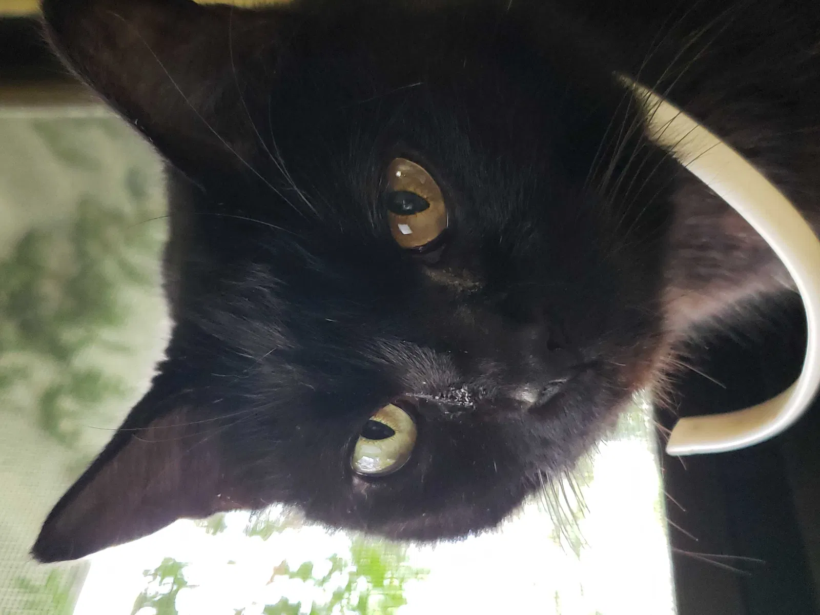 Lost cat in Palm Bay, FL, 32905