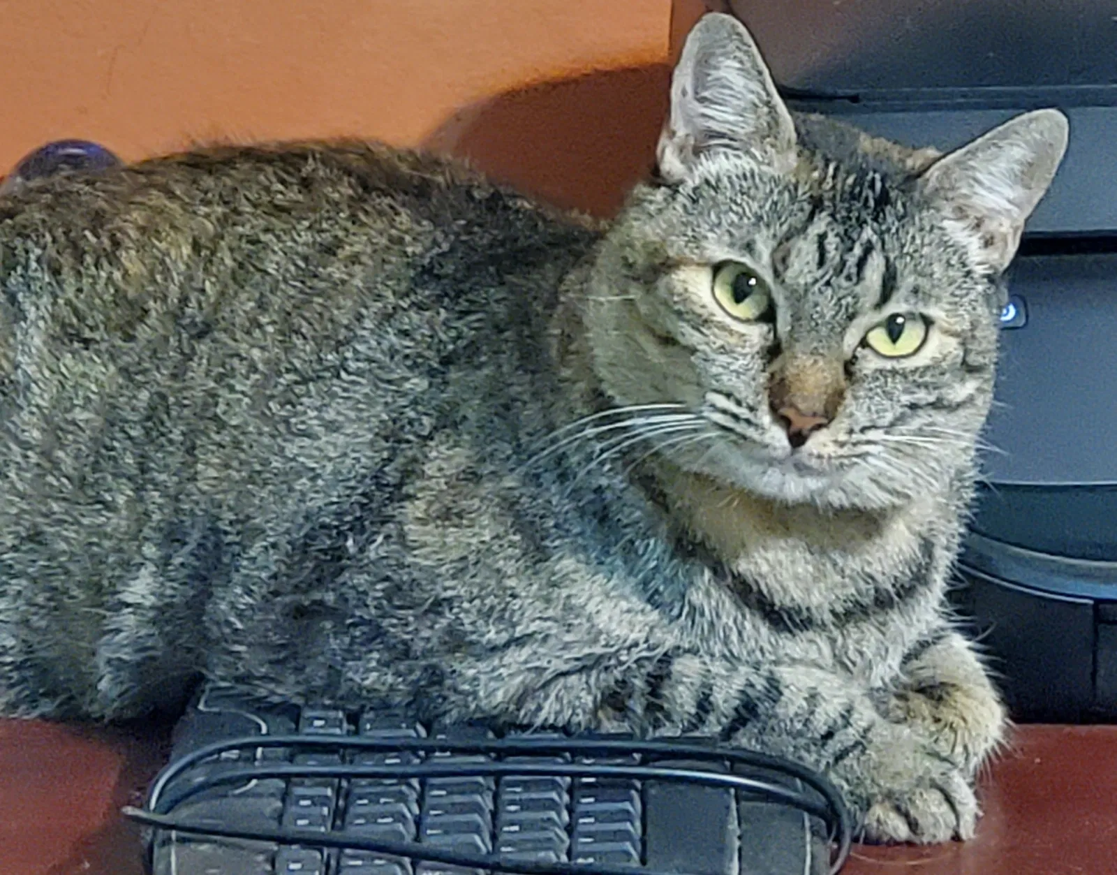 Lost cat in Haines City, FL, 33844