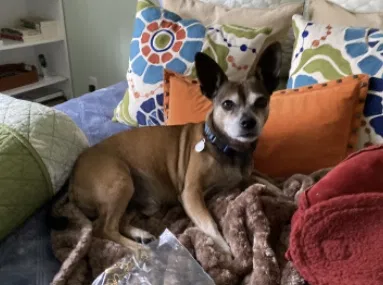 Lost dog in Los Angeles, CA, 90057