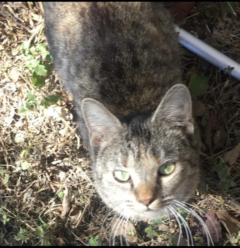 Lost cat in Corpus Christi, TX, 78415