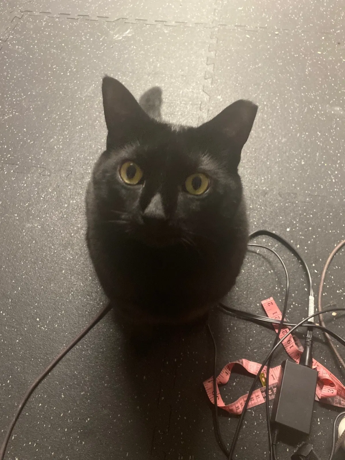 Lost cat in Clinton Township, MI, 48035