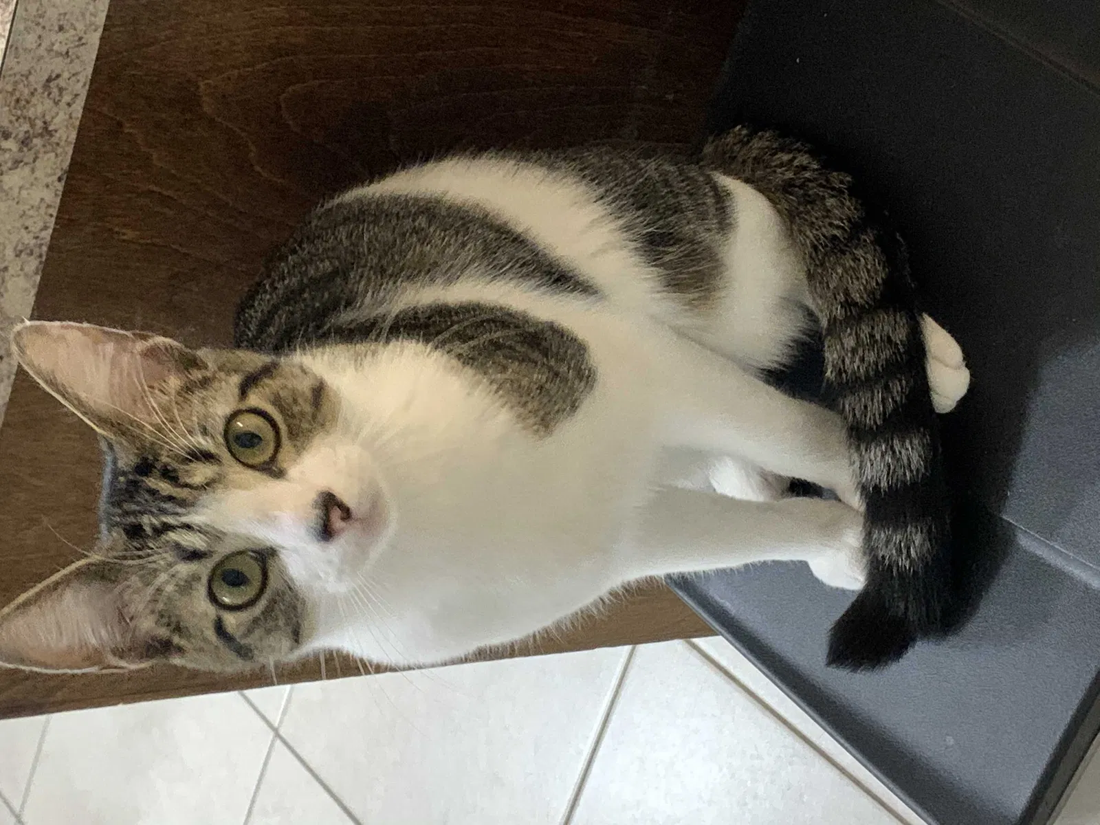 Lost cat in Orange Park, FL, 32073