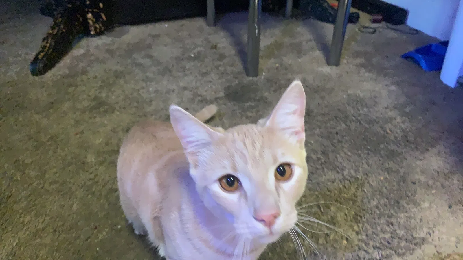 Lost cat in Everett, WA, 98204