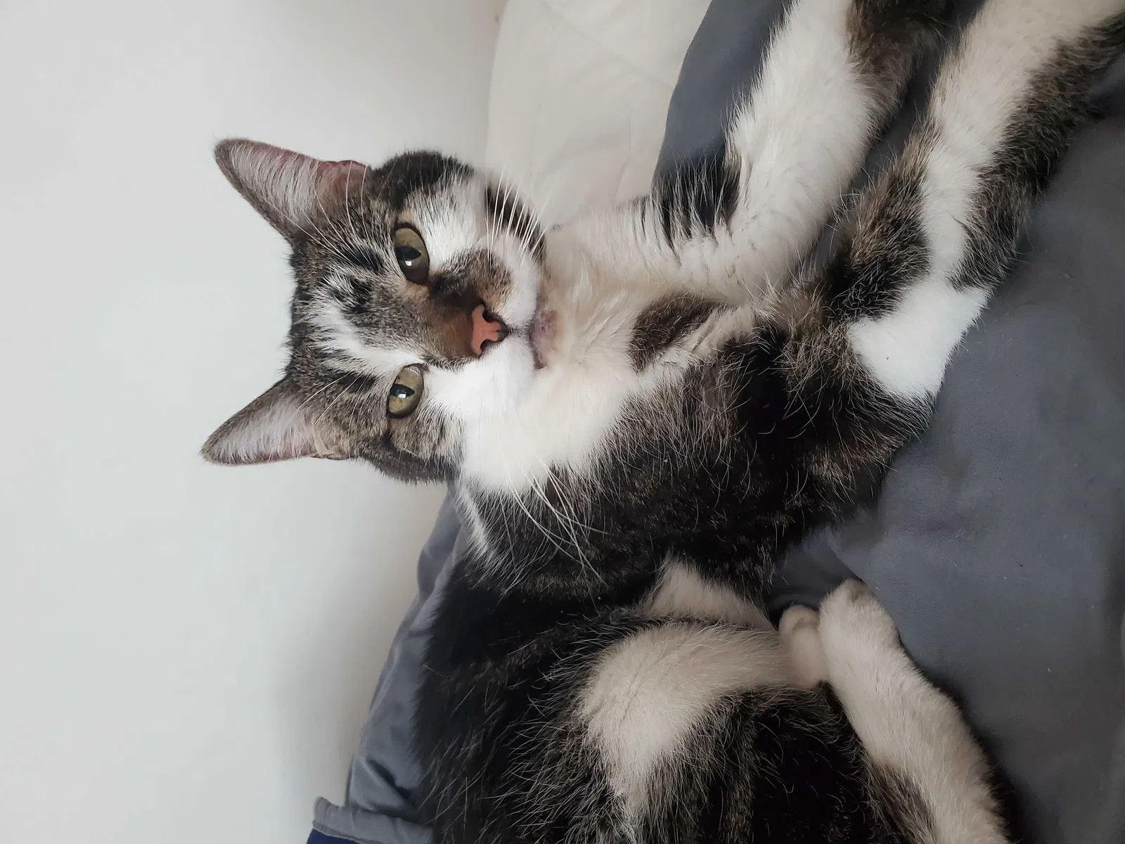 Lost cat in Shawnee, KS, 66203