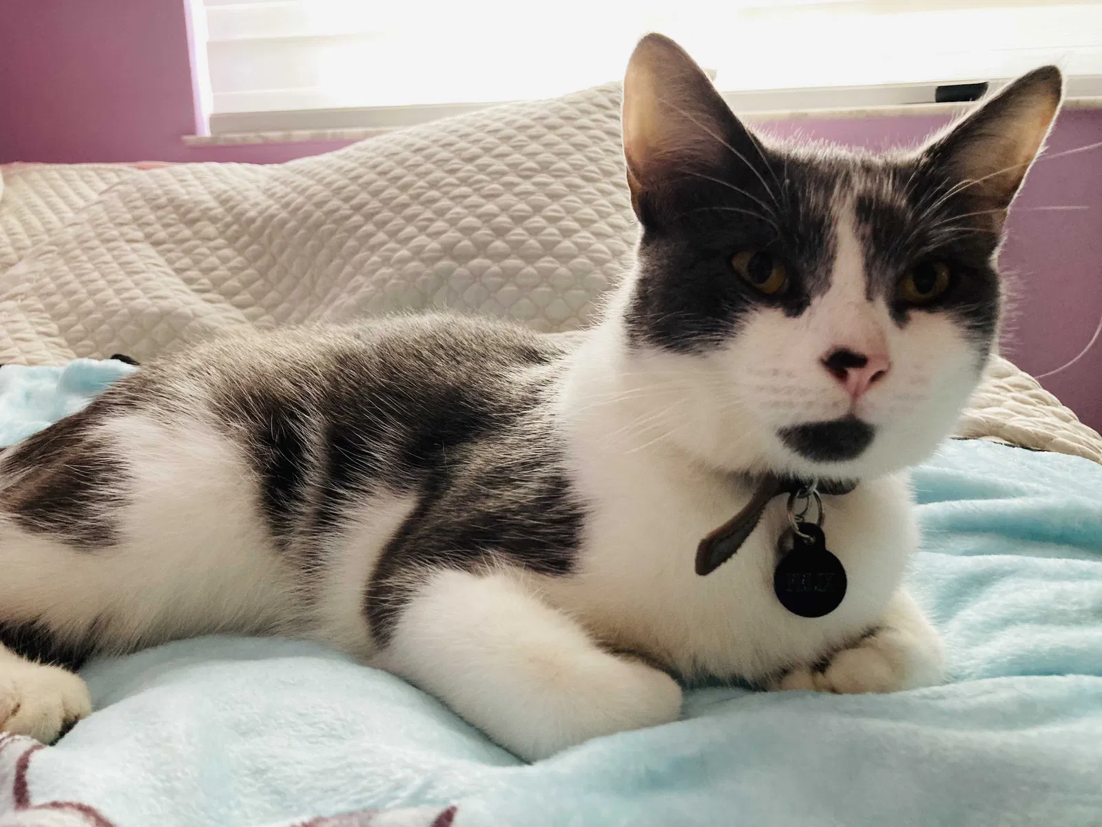 Lost cat in Miami, FL, 33177