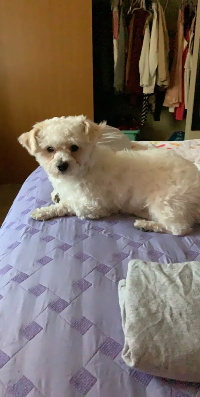 Lost dog in Puyallup, WA, 98371