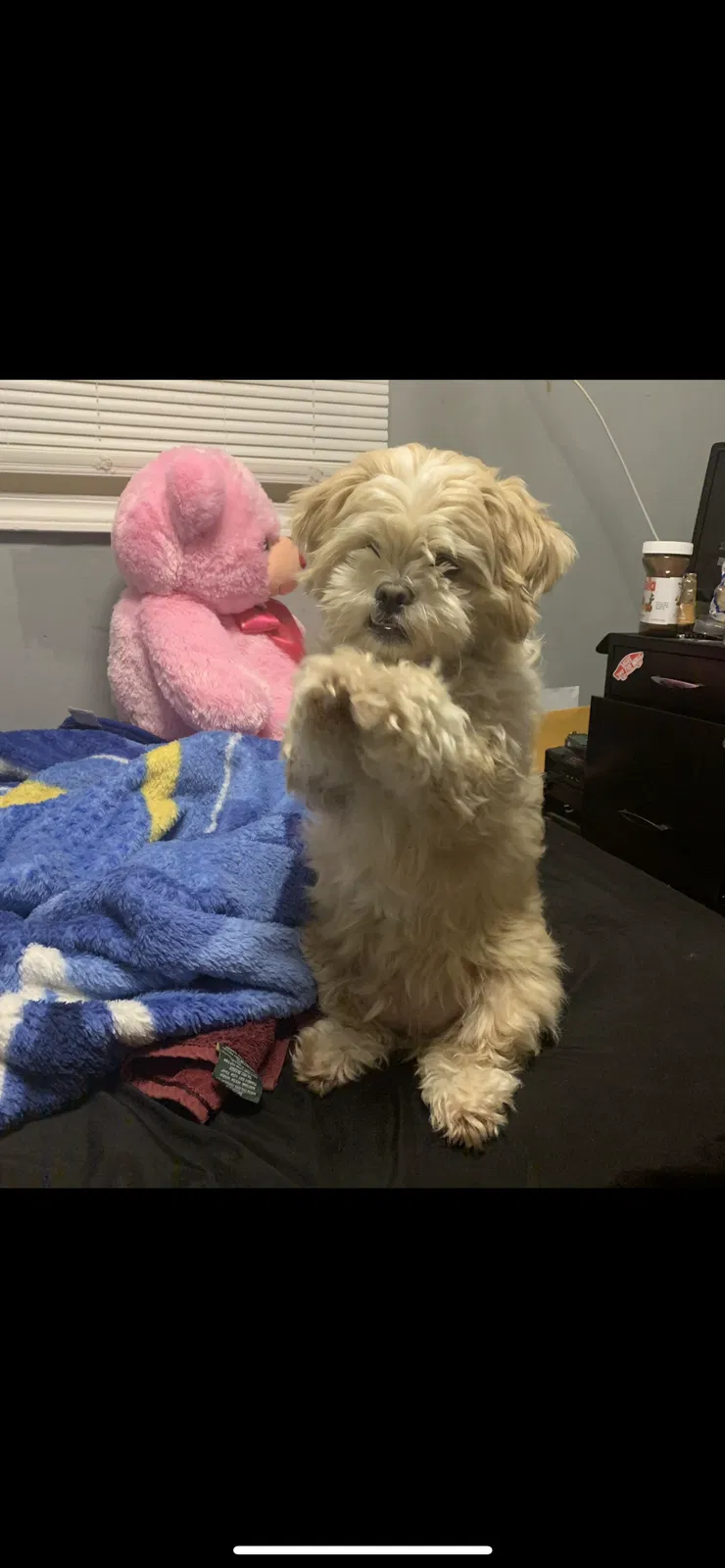 Lost dog in Union City, CA, 94587