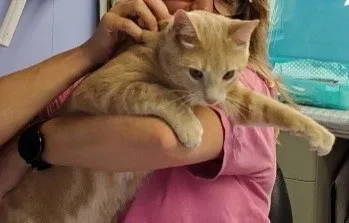 Lost cat in Glen Burnie, MD, 21061