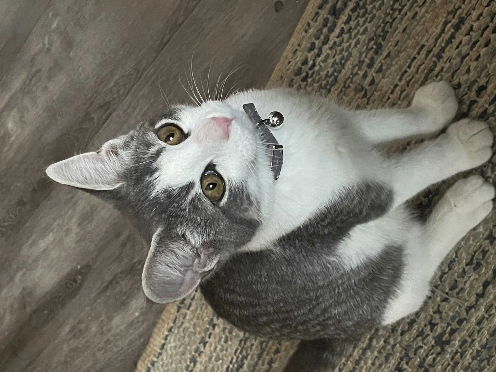 Lost cat in Antioch, IL, 60002