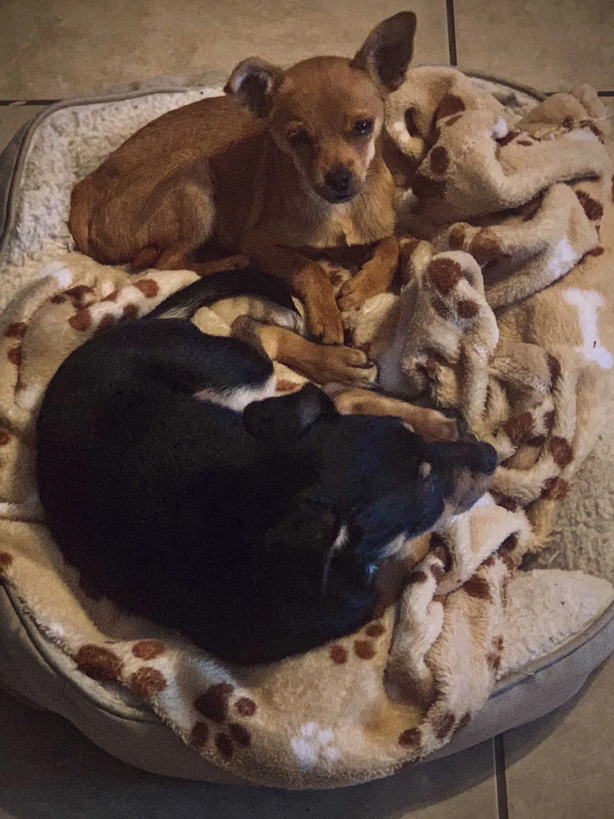 Lost dog in Peoria, AZ, 85345