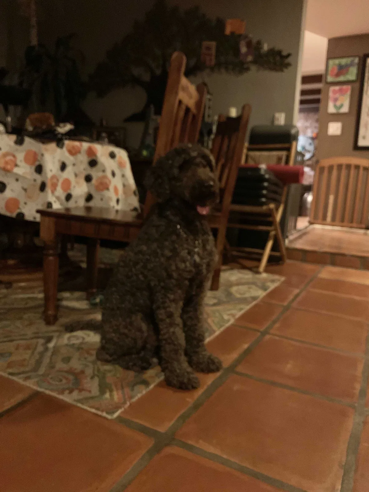 Lost dog in Tucson, AZ, 85750