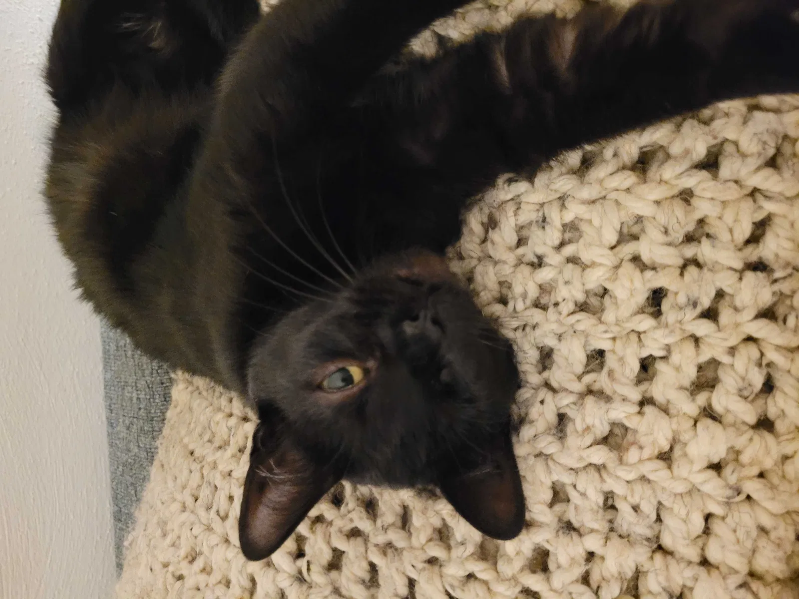 Lost cat in Virginia Beach, VA, 23452