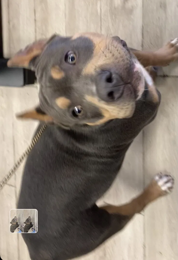 Lost dog in Oklahoma City, OK, 73160