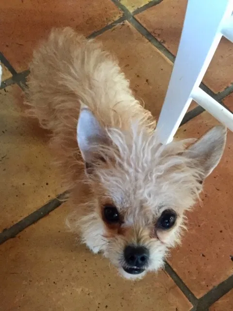 Lost dog in Beverly Hills, CA, 90210