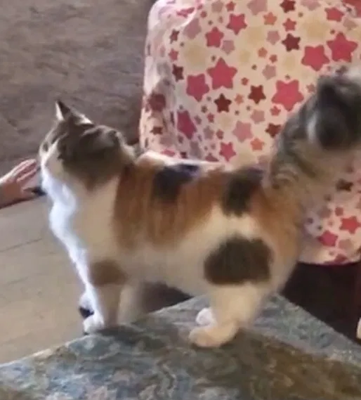 Lost cat in Los Angeles, CA, 90045