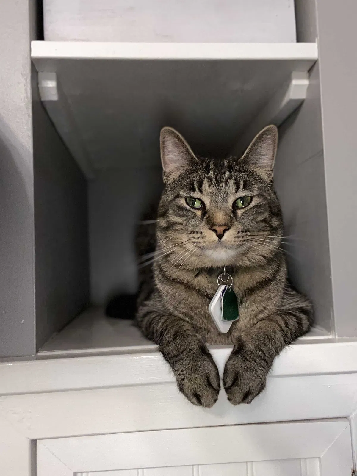 Lost cat in Saint Paul, MN, 55105
